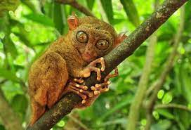 Eps 10 cartoon animals with big eyes stock illustrations. 10 Animals That Have Big Eyes Enkiverywell
