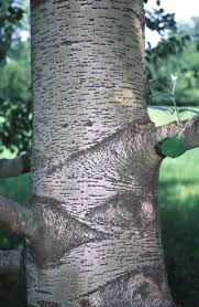 Image result for Populus ×  canescens