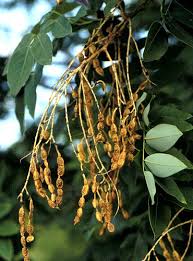 Image result for Styphnolobium