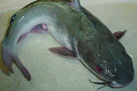 Dengan begitu banyak jenis guppy yang berbeda, anda pasti. Jenis Jenis Ikan Patin Yang Ada Di Indonesia Artikel Pertanian Terbaru Berita Pertanian Terbaru