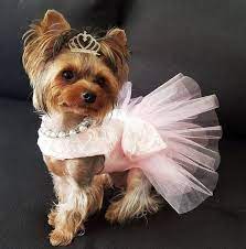 Thinkpup Shop Redbubble In 2021 Cute Dog Clothes Girl Dog Clothes Yorkie Dogs