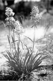 Image result for Swertia