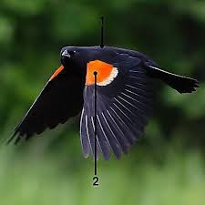 Black Bird With Red And Yellow Wing Tips Tips For Identifying Red Winged Blackbirds Black Bird Red Wing Blackbird Power Animal
