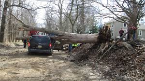When they removed the tree, the wood was very nicely stacked in the yard and…. Michigan S Fallen Ash Trees Have Been Deadly