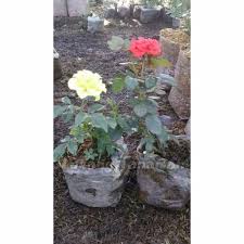 Maybe you would like to learn more about one of these? Tanaman Hias Bunga Mawar Merah Putih Mawar Merah Mawar Putih Bunga Mawar Cantik Shopee Indonesia