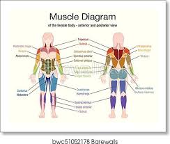 Working your back using just your bodyweight is tough. Muscle Diagram Female Body Names Art Print Barewalls Posters Prints Bwc51052178