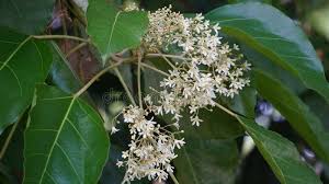 Image result for Aleurites