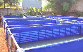 Cara Budidaya Ikan Gabus Untuk Pemula Yang Bisa Dijadikan Lahan Bisnis Ternak Duit Ternak Duit