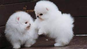 Puppies must be kept warm, very clean, and fed frequently using an appropriate amount and type of formula by bottle or less often tube feeding. Fluffy Cotton Ball Pomeranian Puppies Youtube