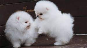 Pomeranian puppies for adoption near me. Fluffy Cotton Ball Pomeranian Puppies Youtube