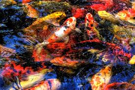 Nah itulah dia tata cara pemasangan lampu uv yang biasanya digunakan untuk proses sterilisasi air pada aquarium dan kolam ikan hias. Dekorasi Lampu Pada Kolam Ikan Akuarium Ikan Hias