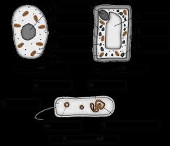 Plant cell diagram bbc bitesize. Https Www Kingarthurs Org Uk Wp Content Uploads 2019 03 Biology Ppe Revision Task 1 Pdf
