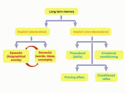 This Diagram Shows The Set Up Of Long Term Memory And How It