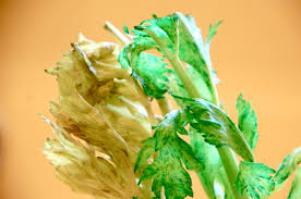 All you need is white flowers or celery stalks, food coloring, water, and a bit of patience. Celery Science Experiment Tinkerlab