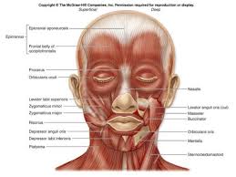 superficial muscles of the head and face axial muscles