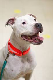Long island animal hospital is proud to serve westbury, ny and surrounding areas. Dog Back From New York Back With Save A Pet