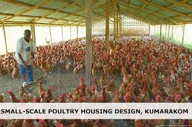 1000 Bird Poultry Housing Design Poultry Farm Poultry Farm Design Poultry Breeds