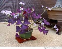 Sé el primero en valorar trebol morado cancelar la respuesta. Plantas De Regalo Planta Del Trebol Morado Flores Inusuales Plantas Plantas Ornamentales