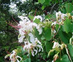 Image result for Terminalia sericea ×  trichopoda
