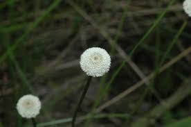 Image result for Eriocaulaceae