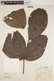 Image result for Warneckea