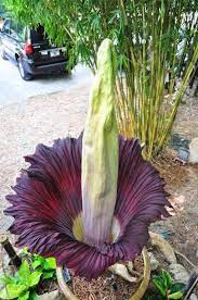 Corpse Flower Seeds Fallout 76 Best Flower Wallpaper