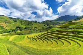 But what was his horror to see his grandfather thrust his burning brand into the ripe dry rice, where it stood. Goodyear Sets Goal To Double Use Of Rice Husk Ash Silica By 2021