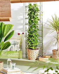 Image result for Cissus rotundifolia