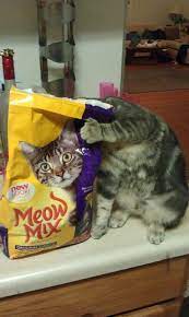 Funny R Funny Crazy Cats Cute Animals Funny Animals