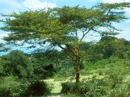 Image result for Acacia seyal