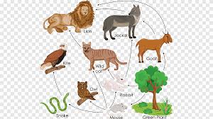 Food Web Food Chain Ecological Pyramid Consumer Energy Flow Chain Food Technic Png Pngegg