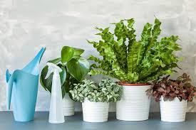 Their light requirements vary from full sun to bright indirect light, which means you'll have no trouble finding something for every room of the. Watering Tropical Plants House Plants Flowers