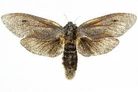 Media in category endoxyla cinereus. Bold Systems Taxonomy Browser Endoxyla Cinereus Species