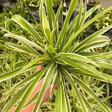 Image result for Chlorophytum bowkeri