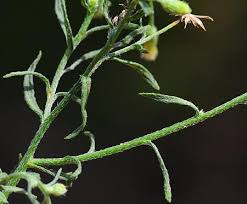 Image result for Conyza limosa