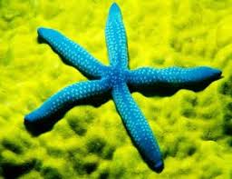 Maybe you would like to learn more about one of these? Starfish Eyes Are Good Enough To Show Them The Way Home New Scientist