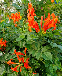 Image result for Tecomaria