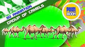 In summers they roam across the length and breath of western india in search for greener pastures to graze their camels and goats. Nhk Video Bank Camel Caravan In Tenere Desert Youtube
