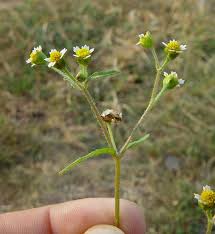 Image result for Galinsoga quadriradiata