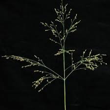 Image result for Panicum kalaharense