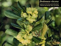Image result for Dodonaea viscosa