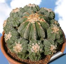 One is that the plant may grow slower than as with most things, slow growing has both positive and negative potentials. 31 Unbelievable Succulents With Unique Shapes Balcony Garden Web