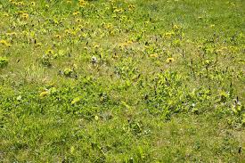 How to treat your lawn for weeds. How Long Does It Take For Weed Killer To Work Pepper S Home Garden