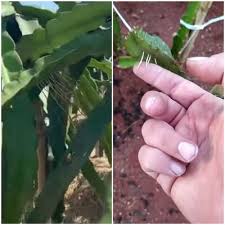 I usually have a spray bottle that i fill half with hydro peroxide and half with water. Orange Spots On Dragon Fruit Plants 3 Ways To Handle