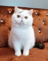 Image result for adorable cat