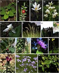 Image result for Galium scabrellum