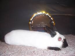 The new zealand is a breed of rabbit, which despite the name, is american in origin. Himalayan Rabbit Wikipedia
