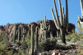Cactus or more than one cacti. Types Of Arizona Cactus Top Places To See In Arizona