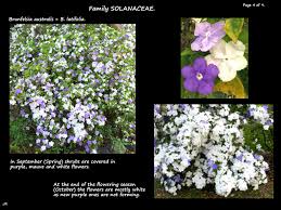 Image result for Brunfelsia australis