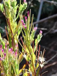 Image result for Epilobium salignum